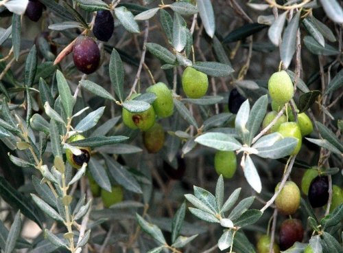 Zeytinciye halkalı leke ilaçlama uyarısı