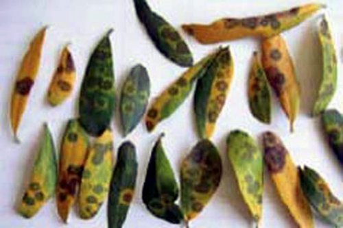 Zeytin'de Halkalı Leke'ye İlaçlama Uyarısı